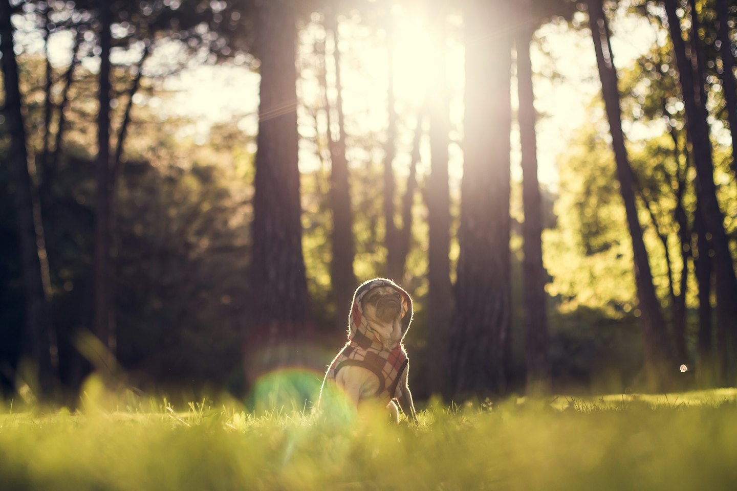 Pug dog wearing a plaid sweater on green grass.